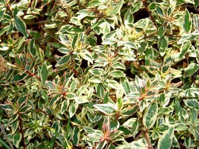 ABELIA CONFETTI